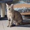adoptable Cat in  named Rosita Petal