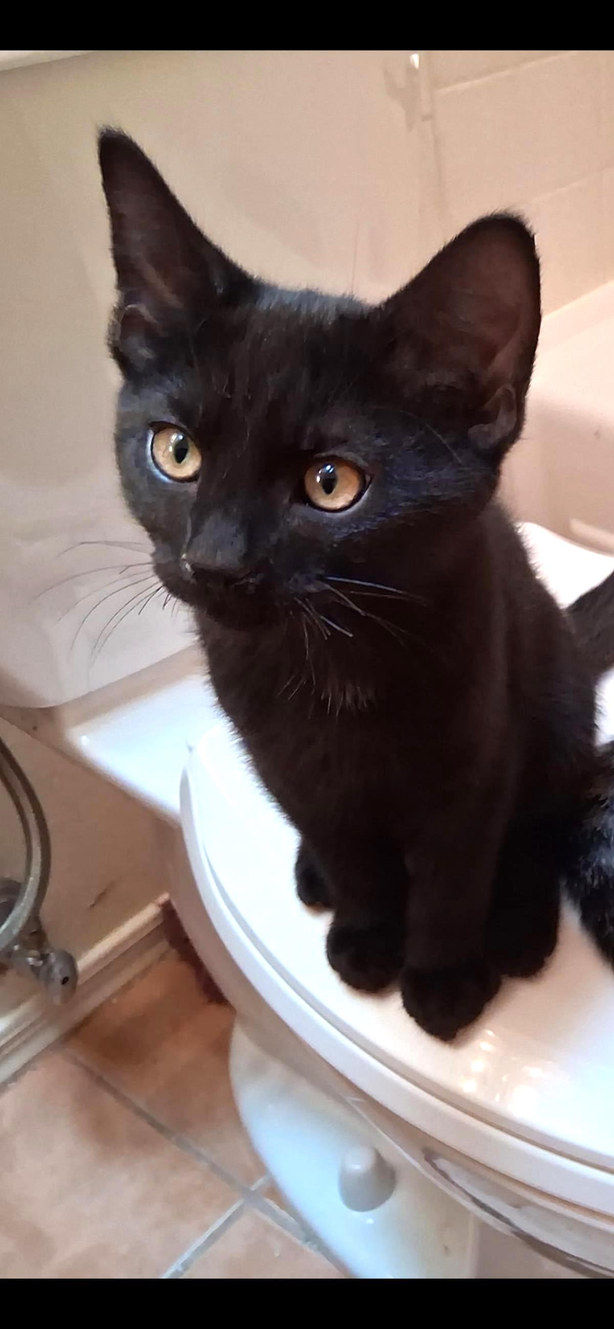 adoptable Cat in Chandler, AZ named Jethrow Sunshine