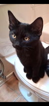 adoptable Cat in  named Jethrow Sunshine