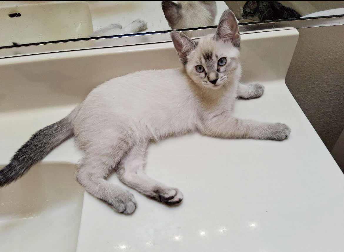 adoptable Cat in Chandler, AZ named Cora Sunshine
