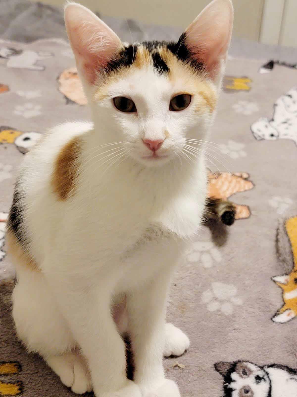 adoptable Cat in Chandler, AZ named Lucy Lovie