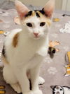 adoptable Cat in  named Lucy Lovie