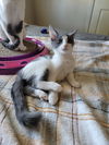 adoptable Cat in  named Charlie Lovie