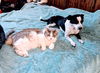 adoptable Cat in  named Bisquick Blue