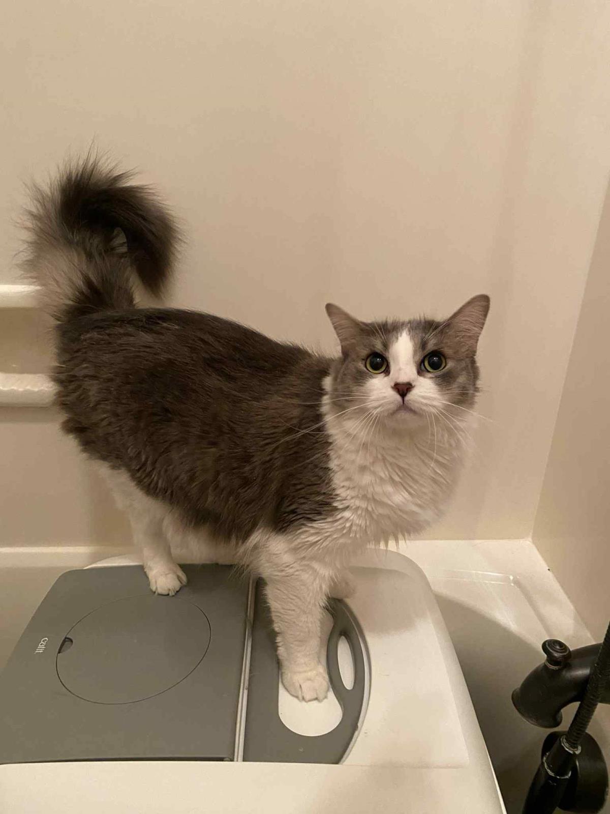 adoptable Cat in Chandler, AZ named Bisquick Blue