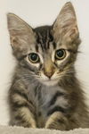 adoptable Cat in  named Rhea Purrlius