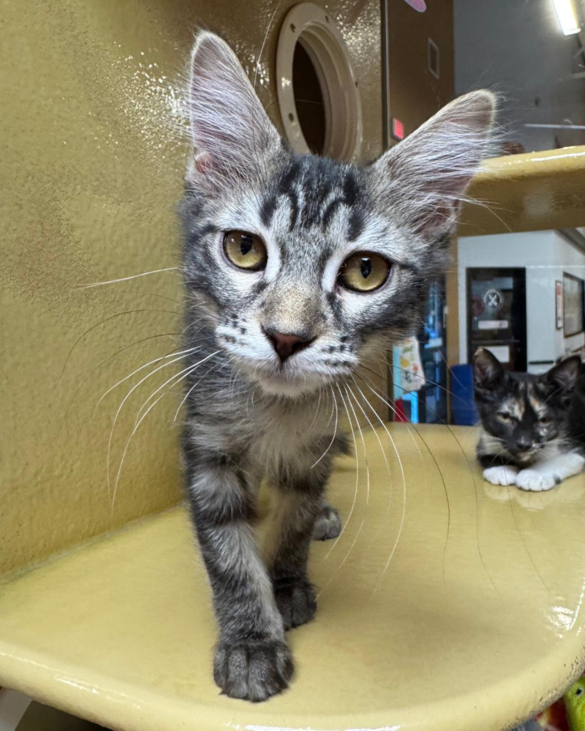 Photo of Rhea Purrlius
