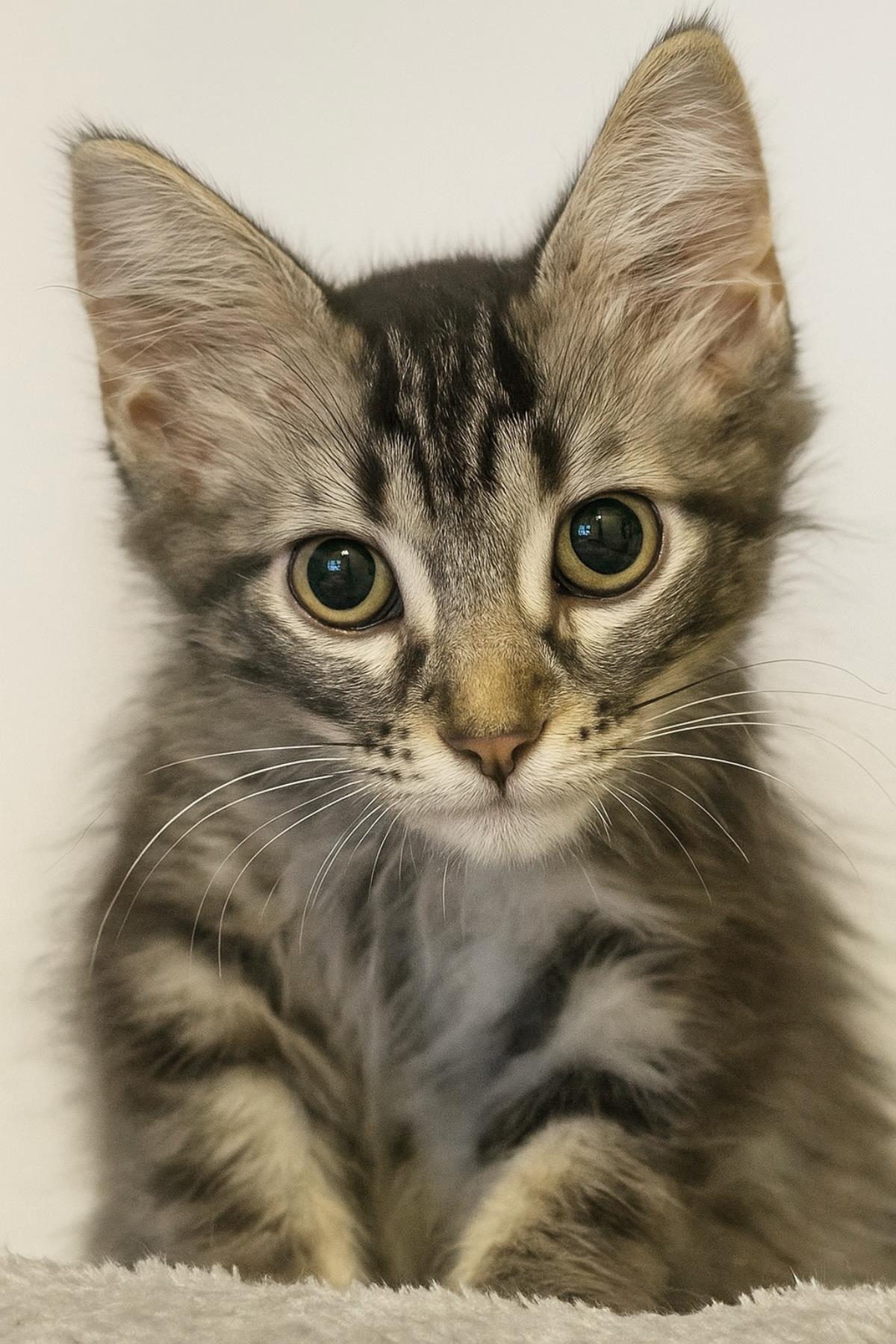 Photo of Rhea Purrlius