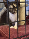 adoptable Cat in  named Maia Purrlius