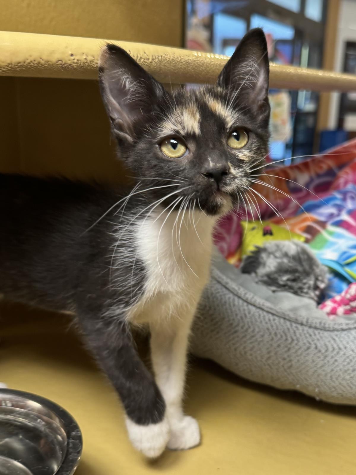 Photo of Maia Purrlius