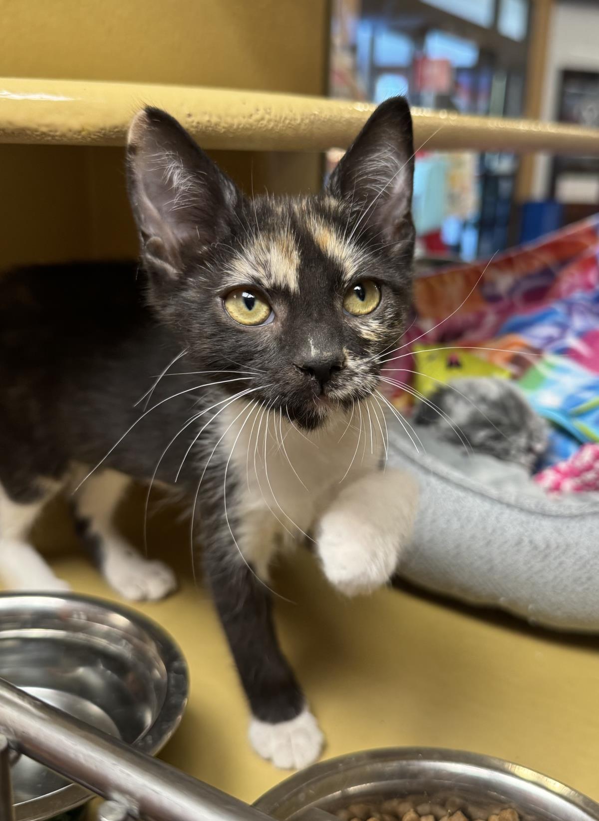 Photo of Maia Purrlius
