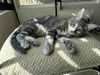 adoptable Cat in  named Tai Flow