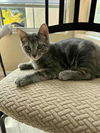 adoptable Cat in  named Chi Flow