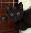 adoptable Cat in  named Lou Sage Bonded To Georgia Sage