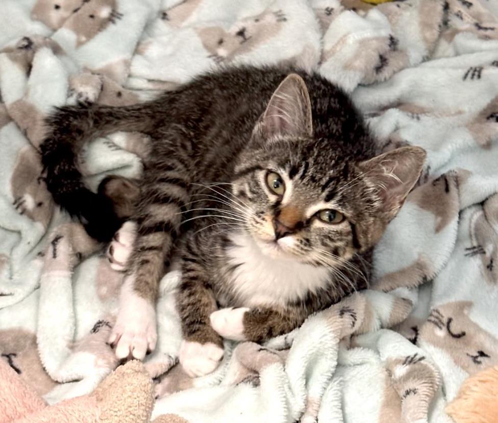 adoptable Cat in Chandler, AZ named Georgia Sage Bonded To Lou Sage