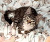 adoptable Cat in  named Georgia Sage Bonded To Lou Sage