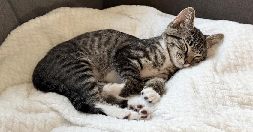 Photo of Georgia Sage Bonded To Lou Sage