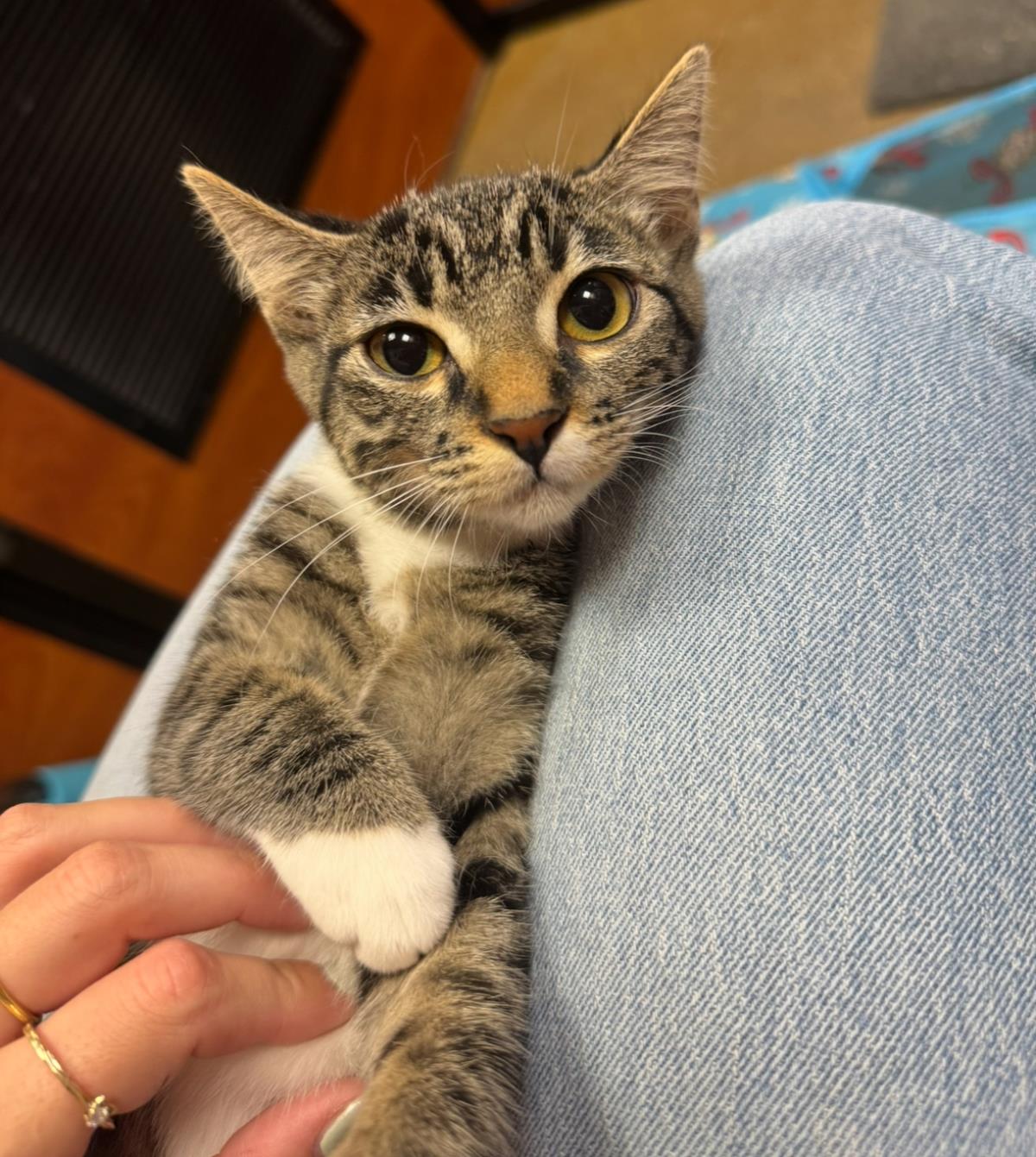 Photo of Georgia Sage Bonded To Lou Sage