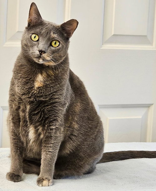 WALESKA LOVEBUG - Domestic Short Hair available for adoption