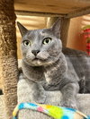 Waleska Lovebug - Photo 2