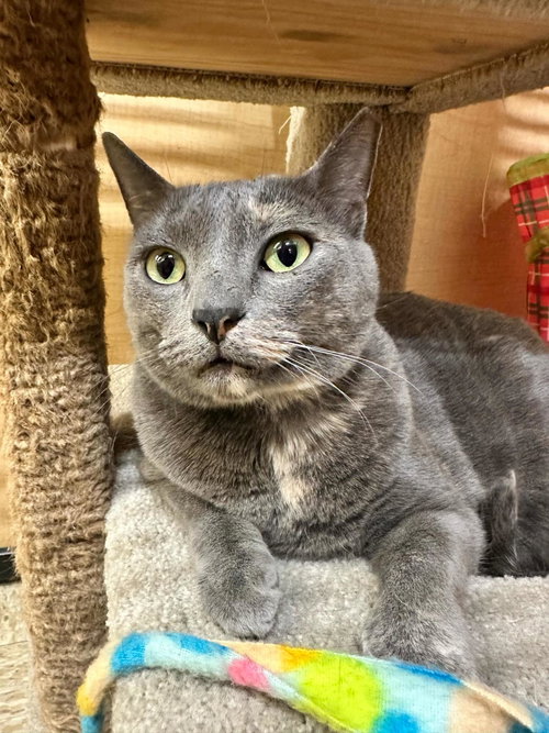 WALESKA LOVEBUG - Domestic Short Hair available for adoption
