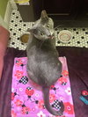 Waleska Lovebug - Photo 4