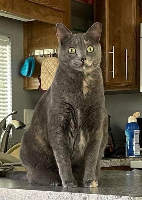 WALESKA LOVEBUG - Domestic Short Hair available for adoption
