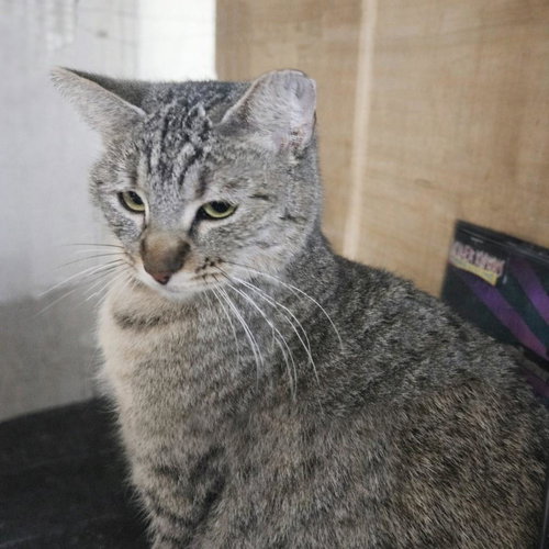 CHOPSTICK BELLA GRACE - Tabby / Tabby available for adoption