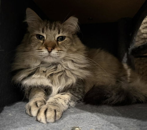 EVIE SPRING - Tabby / Torbie available for adoption