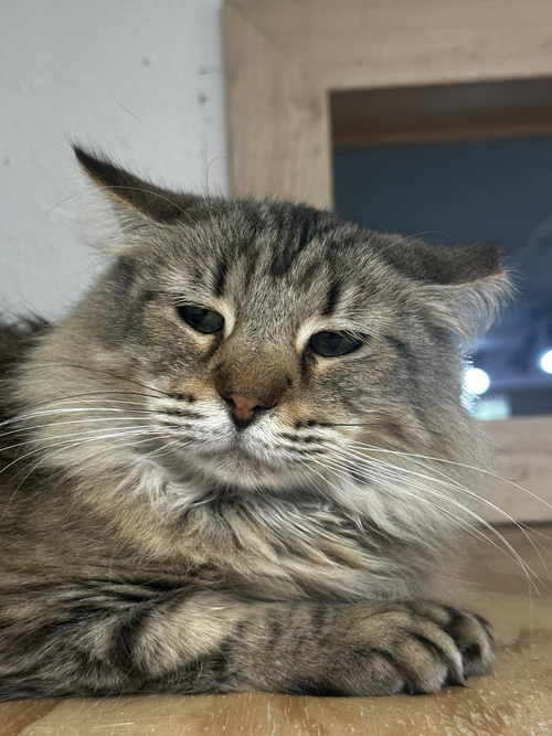 EVIE SPRING - Tabby / Torbie available for adoption