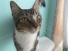 Nova Sweeties - Photo 1