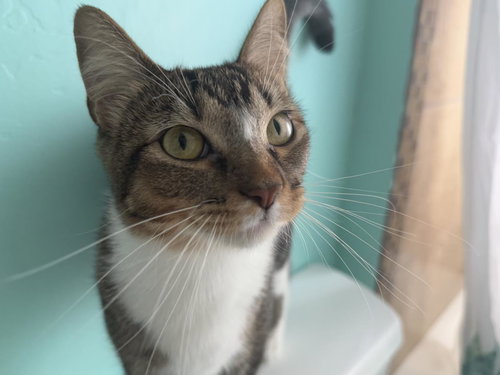 NOVA SWEETIES - Domestic Short Hair / Tabby available for adoption