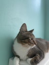Nova Sweeties - Photo 2
