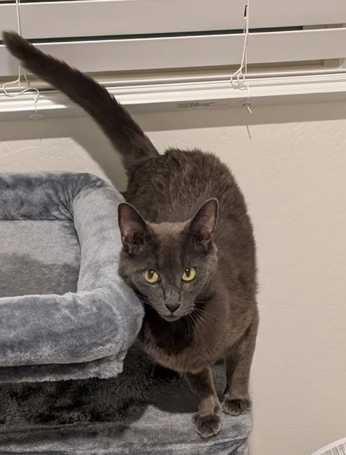 MISTY RENE PERRI - Domestic Short Hair / Russian Blue available for adoption