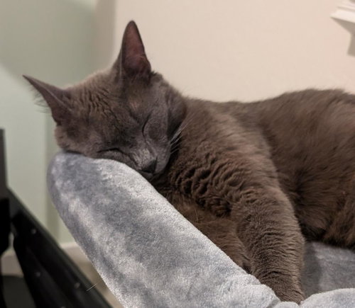 MISTY RENE PERRI - Domestic Short Hair / Russian Blue available for adoption
