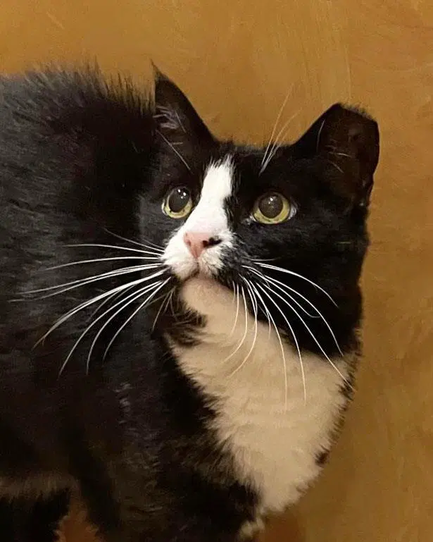 Kloe Pepper - Domestic Short Hair