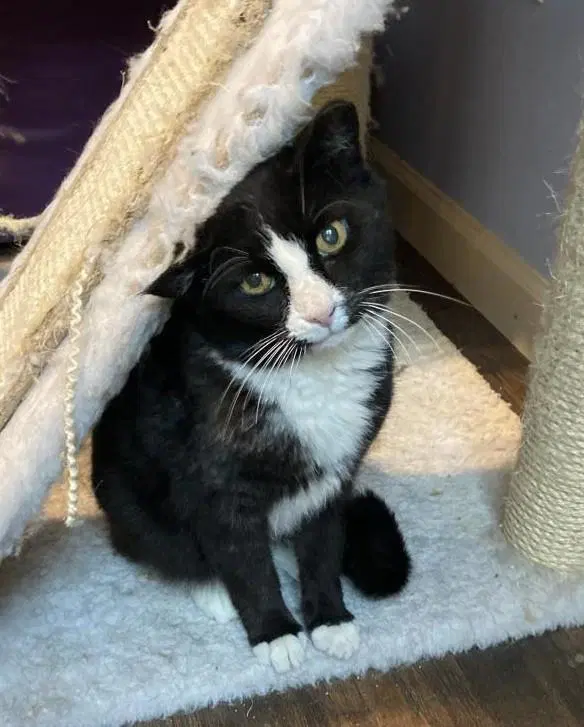 Kloe Pepper image 4