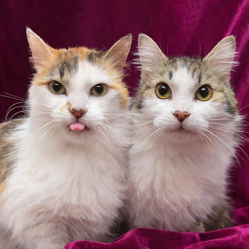 TRIXIE VELVETPAWS (BONDED TO PIXIE VELVETPAWS) - Calico / Domestic Long Hair available for adoption