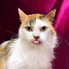 Trixie Velvetpaws (Bonded To Pixie Velvetpaws) - Photo 2