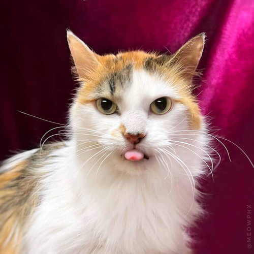 TRIXIE VELVETPAWS (BONDED TO PIXIE VELVETPAWS) - Calico / Domestic Long Hair available for adoption