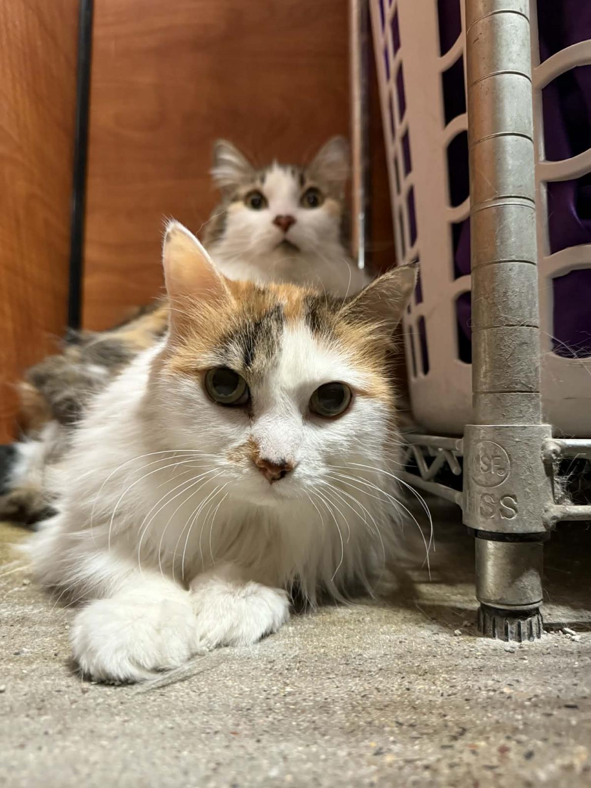 Photo of Trixie Velvetpaws (bonded To Pixie Velvetpaws)