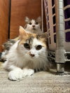 Trixie Velvetpaws (Bonded To Pixie Velvetpaws) - Photo 3