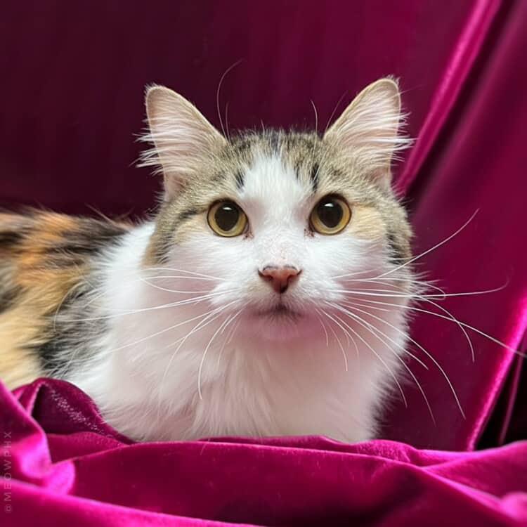Photo of Pixie Velvetpaws (bonded To Trixie Velvetpaws)