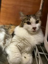 Pixie Velvetpaws (Bonded To Trixie Velvetpaws) - Photo 4