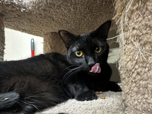 DOLLY FUOCO - Domestic Short Hair available for adoption