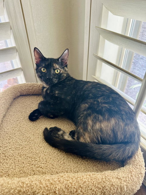 ROSIE CLAWFORD - Domestic Short Hair / Tortoiseshell available for adoption