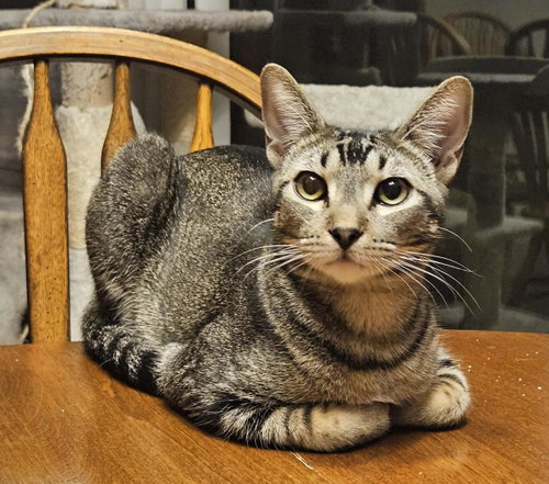 Shy Guy Iturbe, Young Domestic Short Hair / Mixed, cat for adoption in Buckeye, Arizona