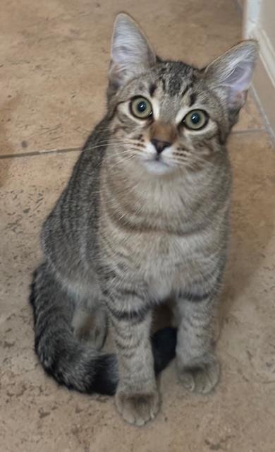 Poppy Purrsome, Baby Domestic Short Hair / Mixed, cat for adoption in Apache Junction, Arizona