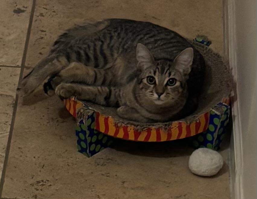 Photo of Poppy Purrsome