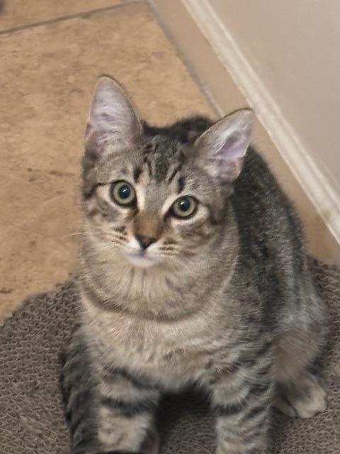 Photo of Poppy Purrsome